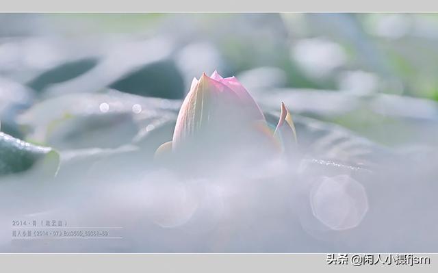 小景深效果花卉摄影技巧，花卉摄影如何拍出质感