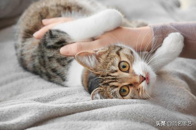 公猫多大发情公猫一般多大闹猫