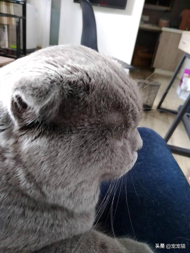 美短猫真的好养吗，养到的人都很幸运