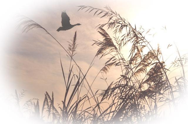 苏轼诗词名篇50首，苏轼50首经典诗词赏析