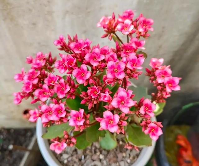 长寿花用什么肥料最好，长寿花怎么施肥施什么肥（想要长寿花快开花）