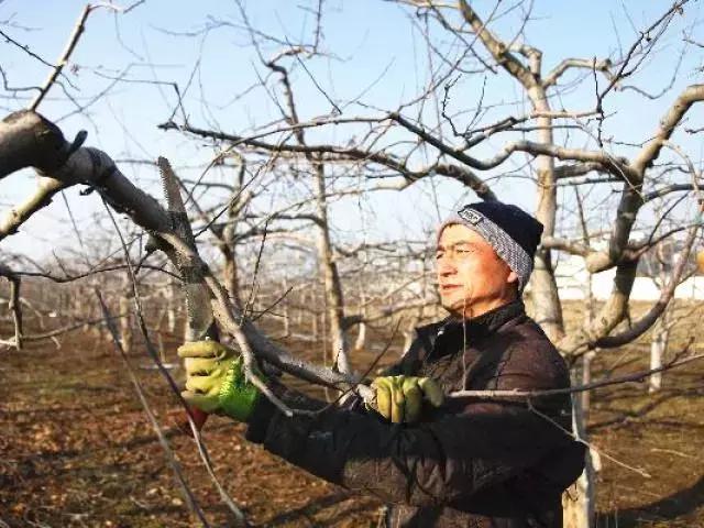 苹果树修剪口诀，果树剪枝顺口溜大全（果树修剪口诀）