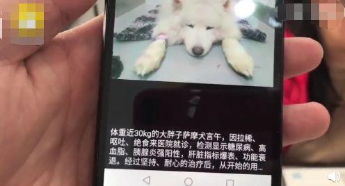 狗胰腺炎加糖尿病(狗胰腺炎糖尿病)