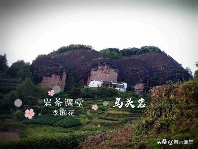 马头岩肉桂特点，既然三坑两涧里没有马头岩