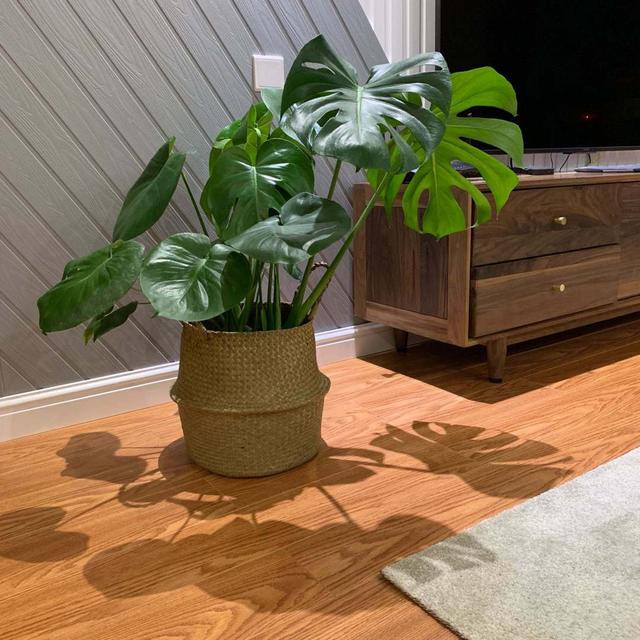 龟背竹怎么养才能高大，叶子浓绿“易开背”