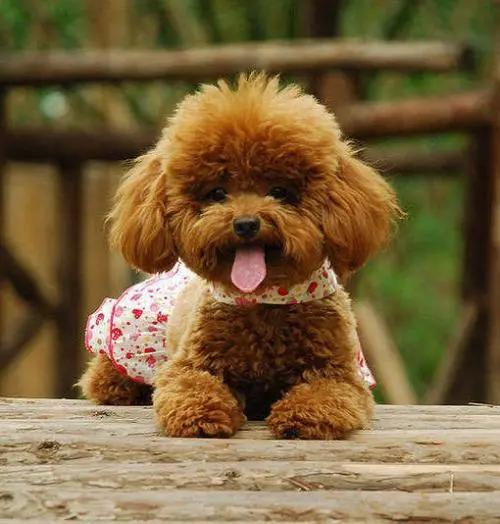 什么狗比较好养，十大公认最好养的狗狗