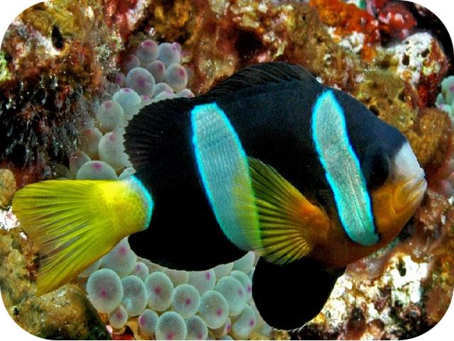 带你认识小丑鱼，小丑鱼是可爱的吗