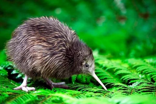 什么鸟没有翅膀，世界上有一种没有翅膀的鸟（却没有翅膀和尾巴）