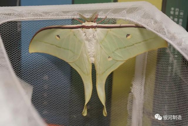 有哪些常见的飞蛾，自然记录蛾生一瞬