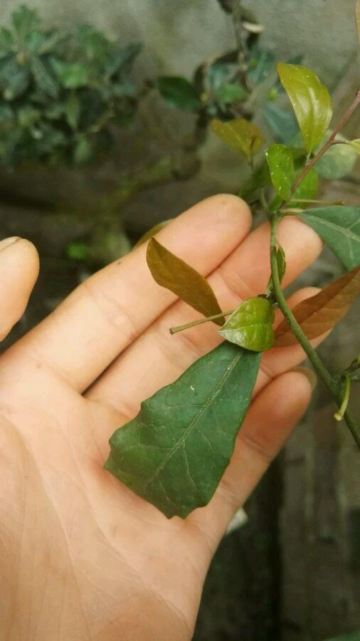 金弹子开花期间怎样管理，金弹子开花期间如何管理（金弹子进入花期）