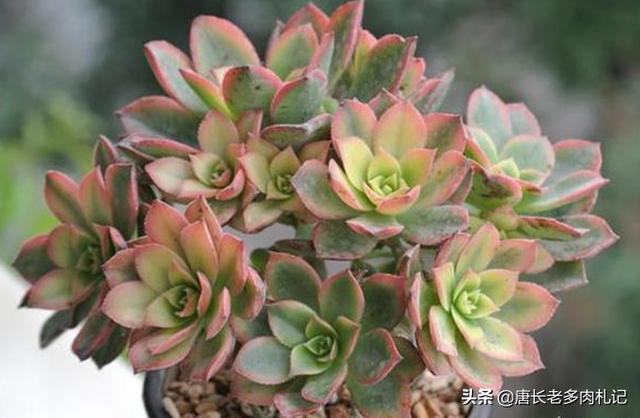 多肉植物艳日辉怎么养好，多肉植物艳日辉该如何养护