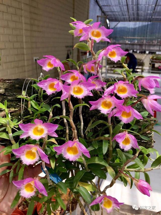 美丽石斛花开了，漂亮的石斛开花了