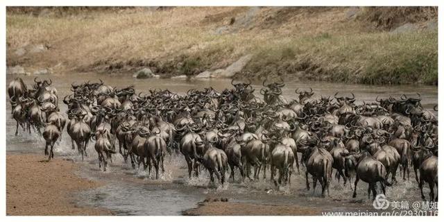 东非动物大迁徙，东非动物大迁徙的路线图（“生命的长征”东非野生动物大迁徙）