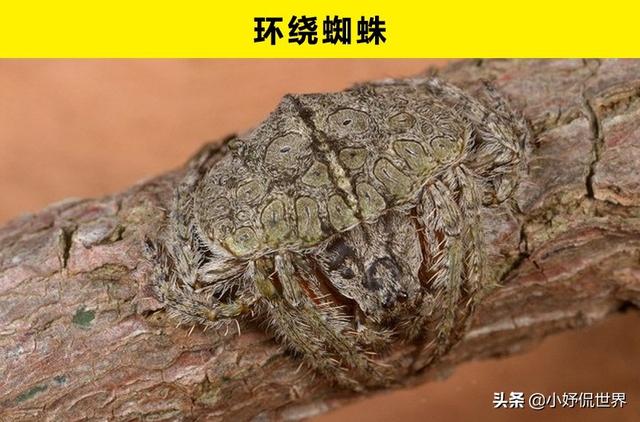 世界上看不见还隐身的动物，9种天生会隐形的动物
