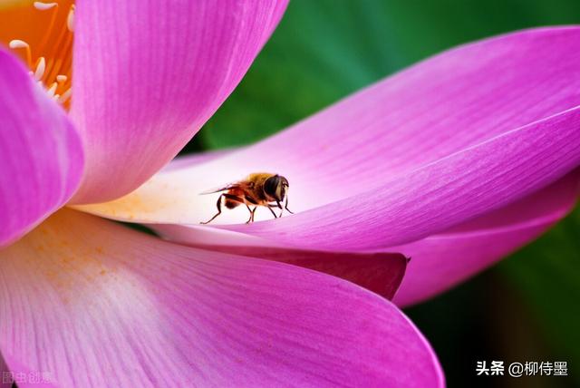荷花拍照10个技巧，帮你把荷花拍得不一般