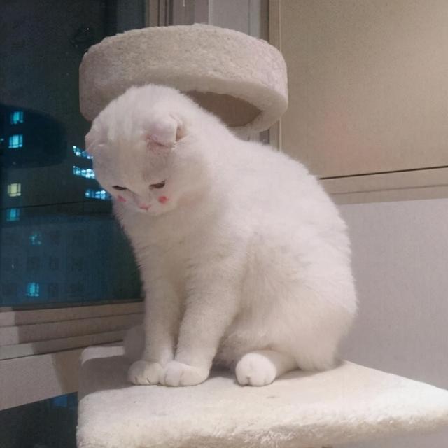 给宠物取什么名字好听又可爱，7个乖巧可爱的宠物名