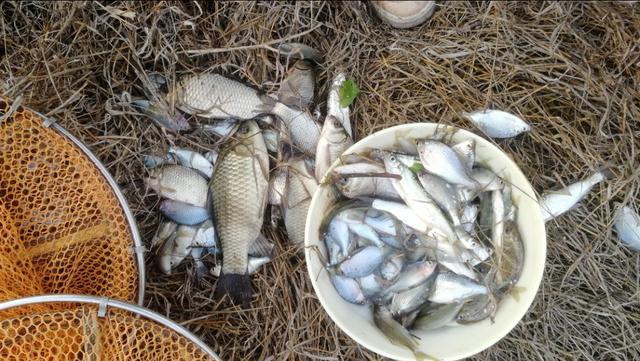 青苔钓鱼方法与技巧，水底青苔多钓鱼总没口
