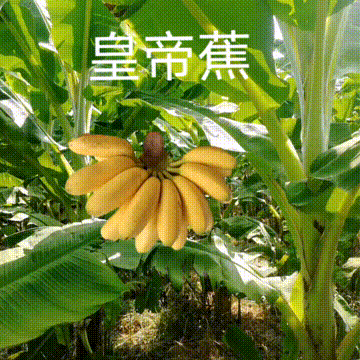 香蕉还能这样吃好看又好吃，你了解它们的品种吗