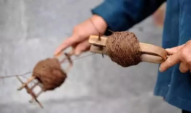 棕鱼，蒲公英一样的有趣植物