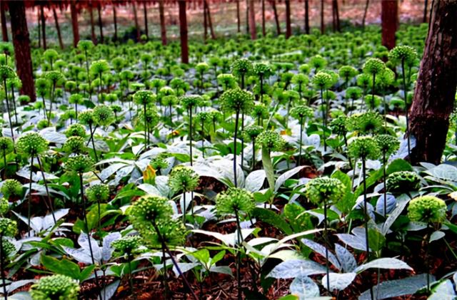 三七粉有哪些品牌好，三七粉品牌推荐