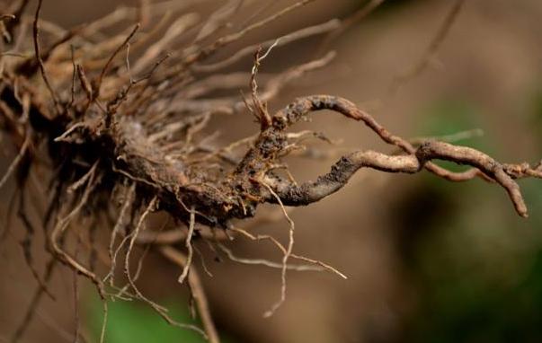 芦笋怎么种植是最好的方法，手把手教你种芦笋