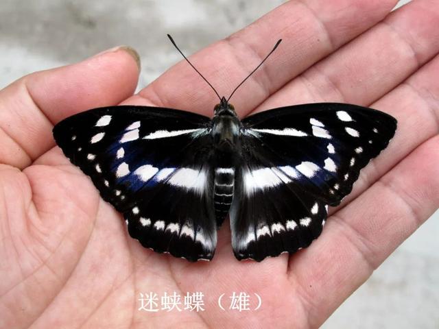 最常见的蝴蝶有哪几种，夏日赏蝶正当时