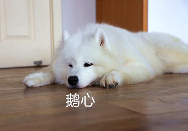 狗狗晕车了怎么快速缓解，狗狗其实也会晕车