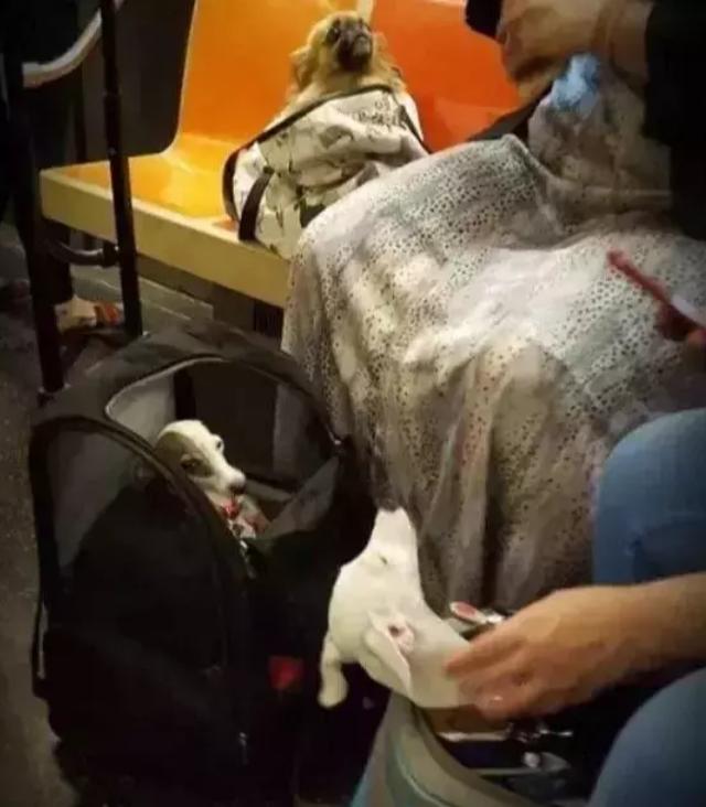 狗狗能不能上地铁，坐地铁，这7类物品不能带