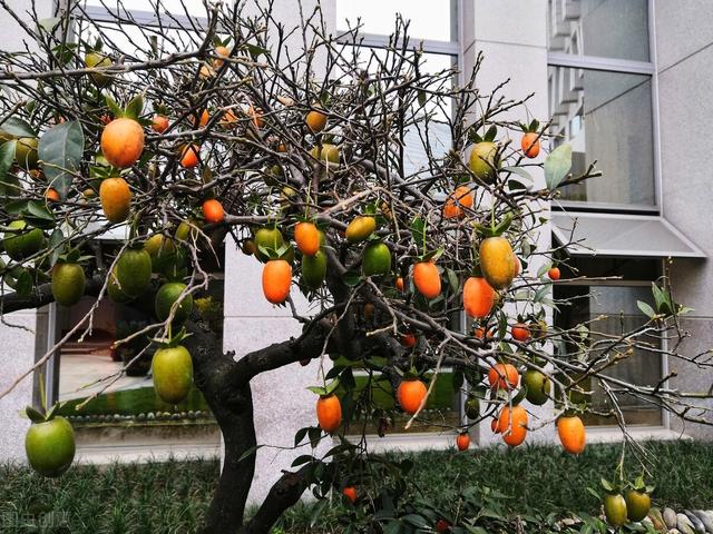 金弹子养殖与管理，想要金弹子更合盆