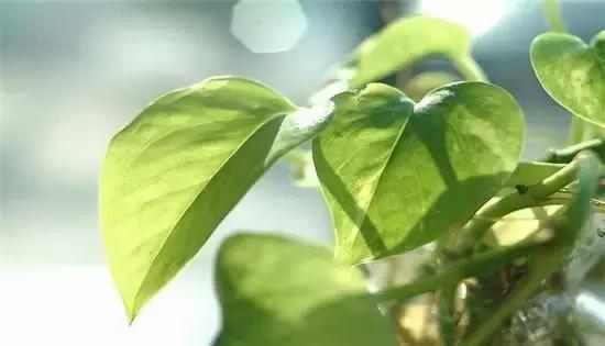 绿萝叶子发黄怎么办，绿萝叶子发黄怎么办最简单的方法