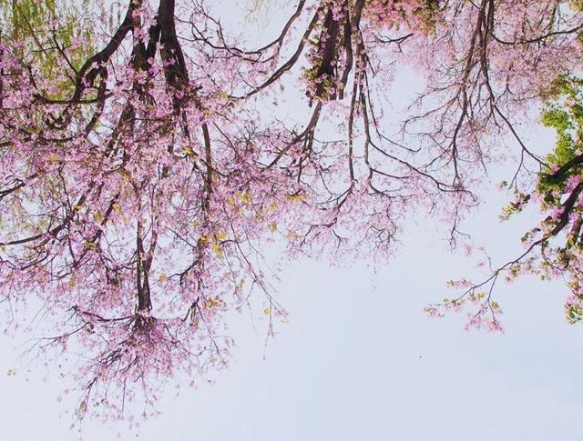 带有春风的诗词句有哪些，58句春风诗词送给你