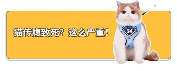 猫传腹早期症状，猫咪得传腹有什么症状（可能是得了“猫传腹”）