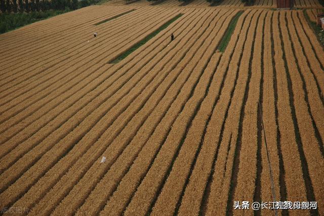 小麦种植的基本方法，这套从实践中总结出来的小麦高产栽培技术