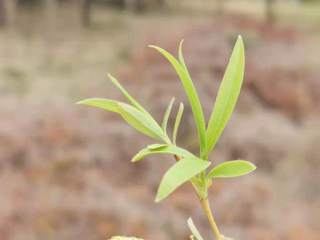 清明适合赏花的地方，纷纷春雨过后是最美人间四月天