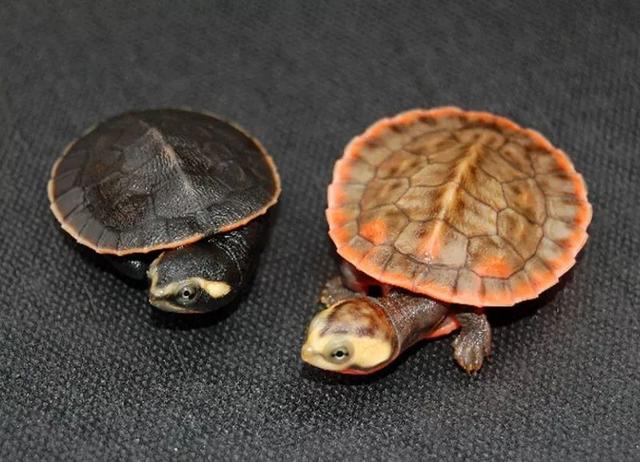 乌龟寿命最长多少年，乌龟的寿命最长有多长（“千年王八万年龟”是真的吗）