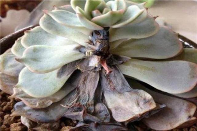 多肉植物的特点，多肉植物的特点和养护方法（多肉植物有5种表现）