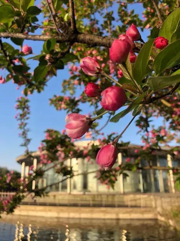 院子里种什么树可以招财进宝，5种树是院子里的