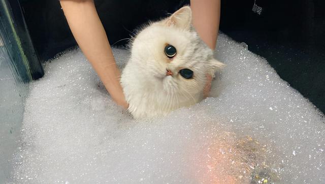 猫猫为啥会有皮肤病，猫猫疾病四你对猫猫的疾病知多少