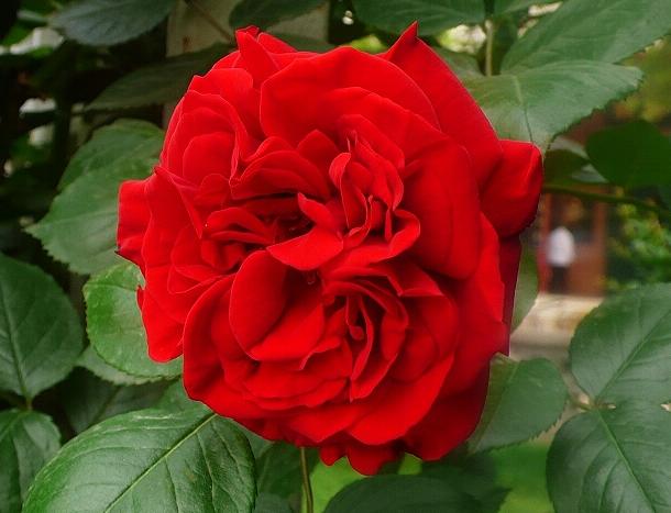 花语代表治愈的花，100种花的花语养养眼