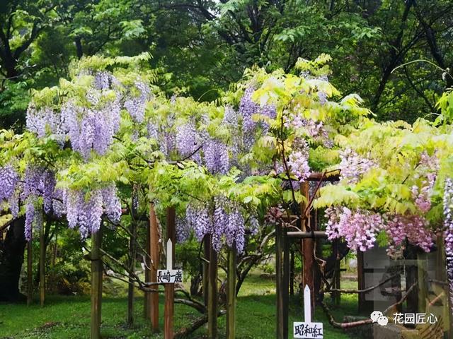 紫藤怎么养才能开花，不养一盆就太可惜了