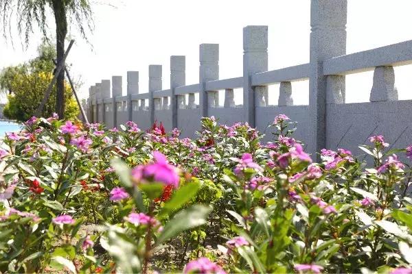 如意湖湿地公园游玩攻略，左中休闲好去处