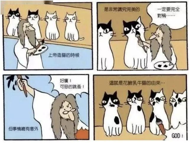 长毛奶牛猫是怎么来的，作为喵界颜值最不稳定的代表