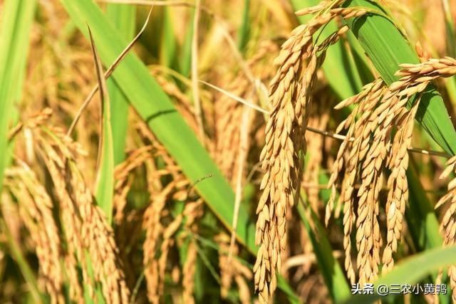 农历八月初八有哪些好日子，有钱没钱别忘吃\