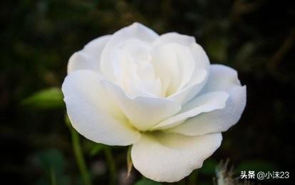 玫瑰花语和寓意，玫瑰花的花语及寓意（解密玫瑰的花语和意义）