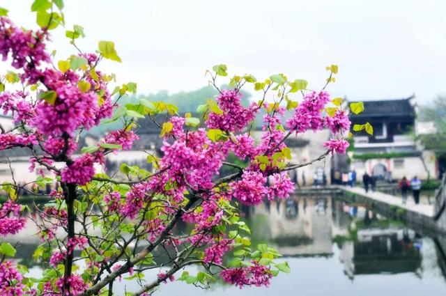 三月最值得去的旅游地方，9大绝美春色旅行地