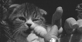 小猫咪怎么喂养，幼猫喂养技巧和方法