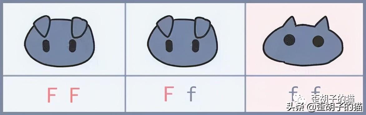 你真的了解可爱的折耳猫吗，折耳猫和半折耳猫有区别吗