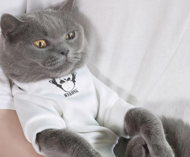 最不建议养的10种猫，这几种猫越养越心累