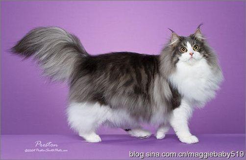 世界名猫品种，世界名猫品种大全