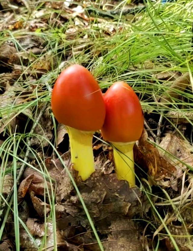 红色的有毒蘑菇有哪几种，颜色鲜艳的蘑菇就是有毒的吗